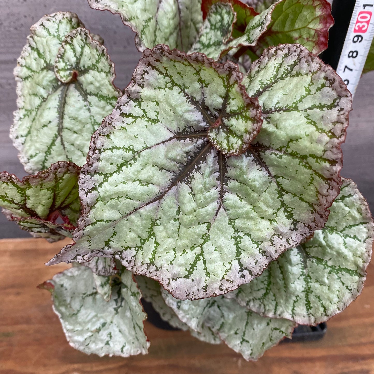 市場仕入れ即売会　No.25009　レックスベゴニア　モモヤマ　4号鉢