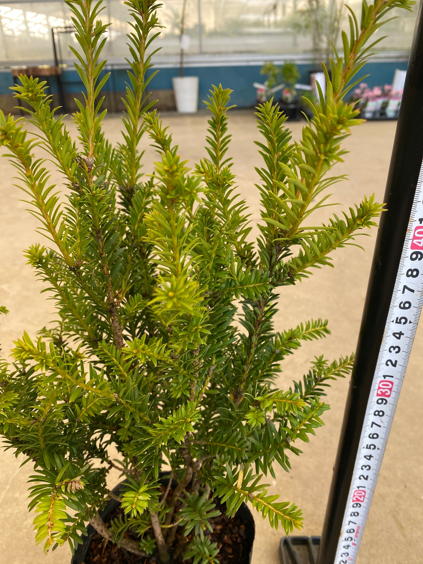 岡本緑花特集　ヨーロッパイチイ　ゴールドストライク　5号苗ポット