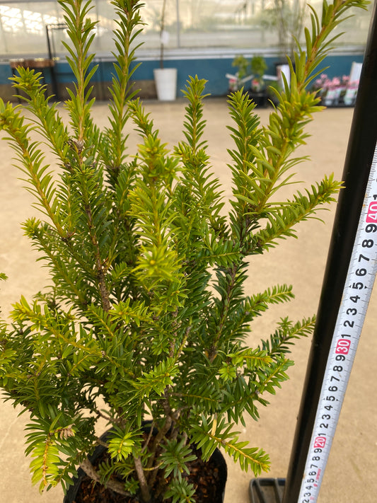 岡本緑花特集　ヨーロッパイチイ　ゴールドストライク　5号苗ポット