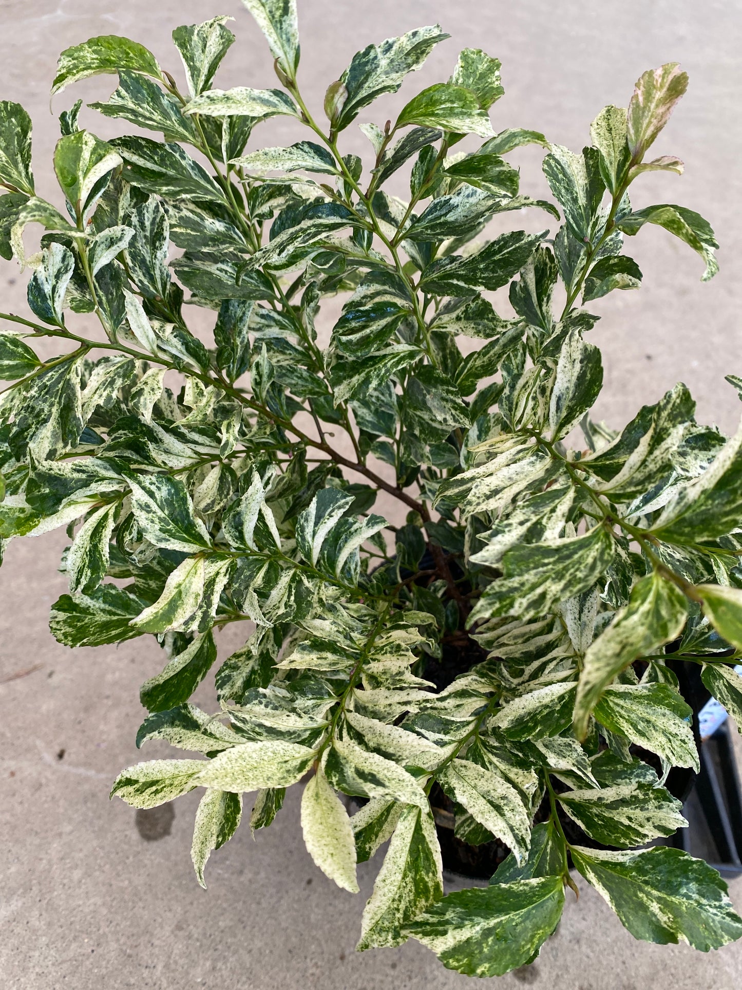 ヒサカキ　ザンセツ　5号苗ポット