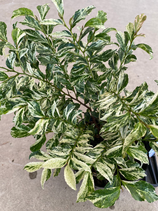 ヒサカキ　ザンセツ　5号苗ポット