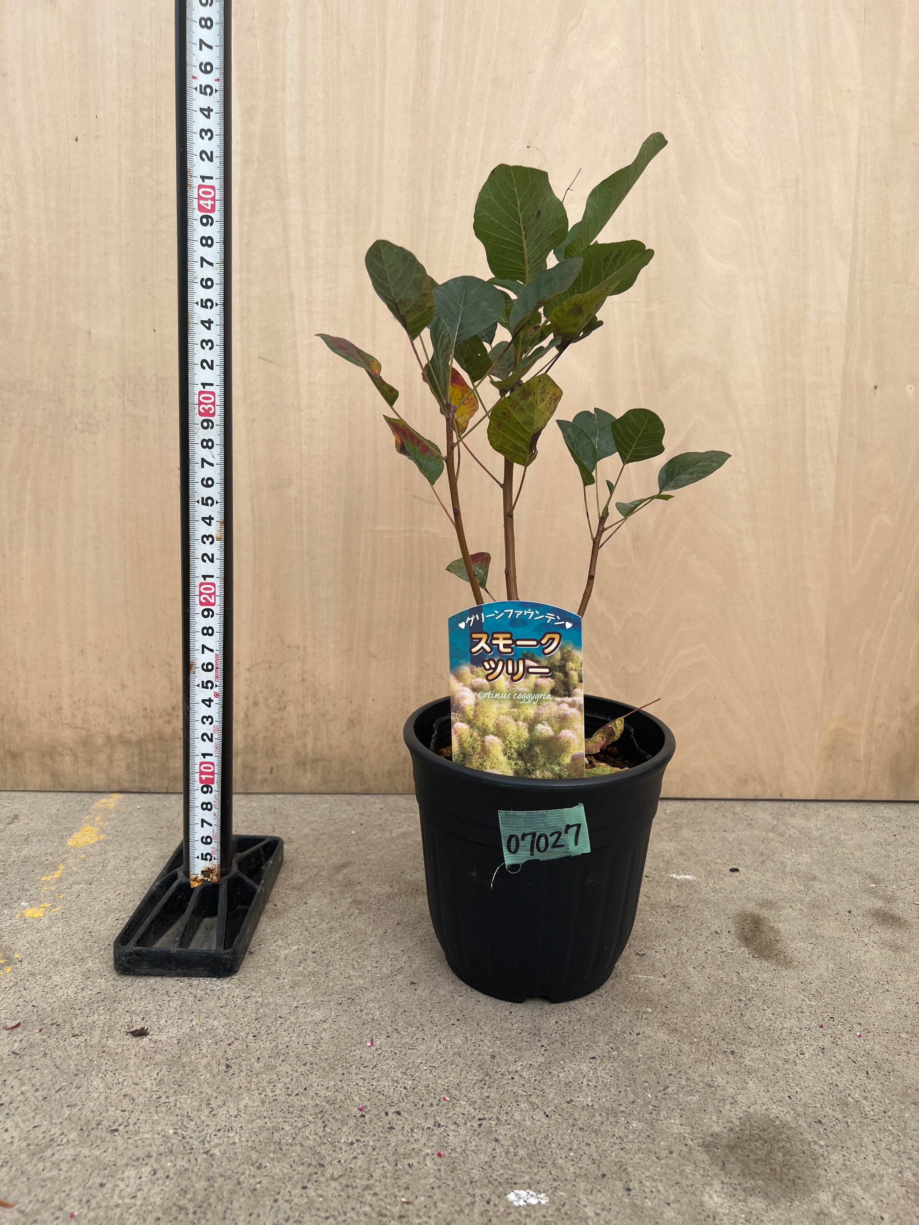 Pickup 全ての商品 – 植物家族