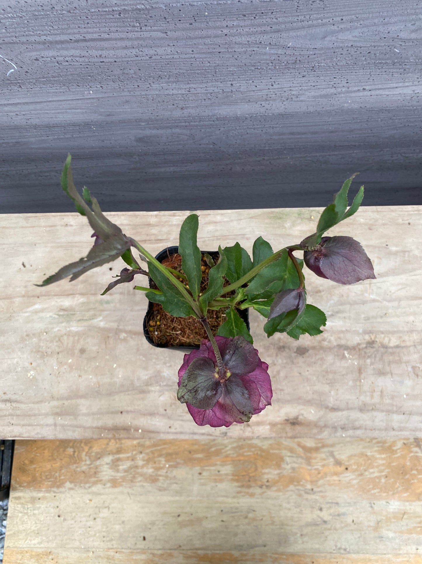 No.05106　横山園芸★クリスマスローズ　プリマドレス　5号苗ポット