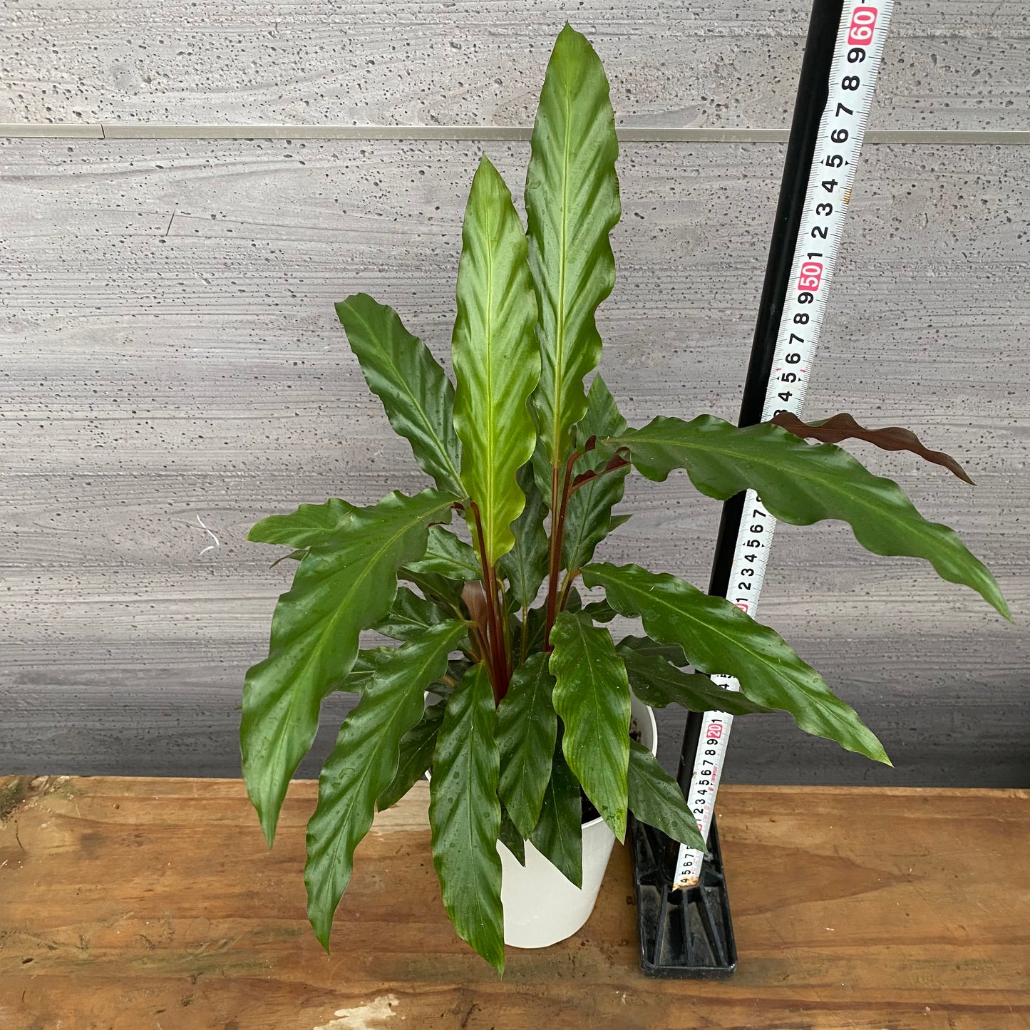 市場仕入れ即売会　No.25034　カラテア　ルフィバルバ　5号鉢