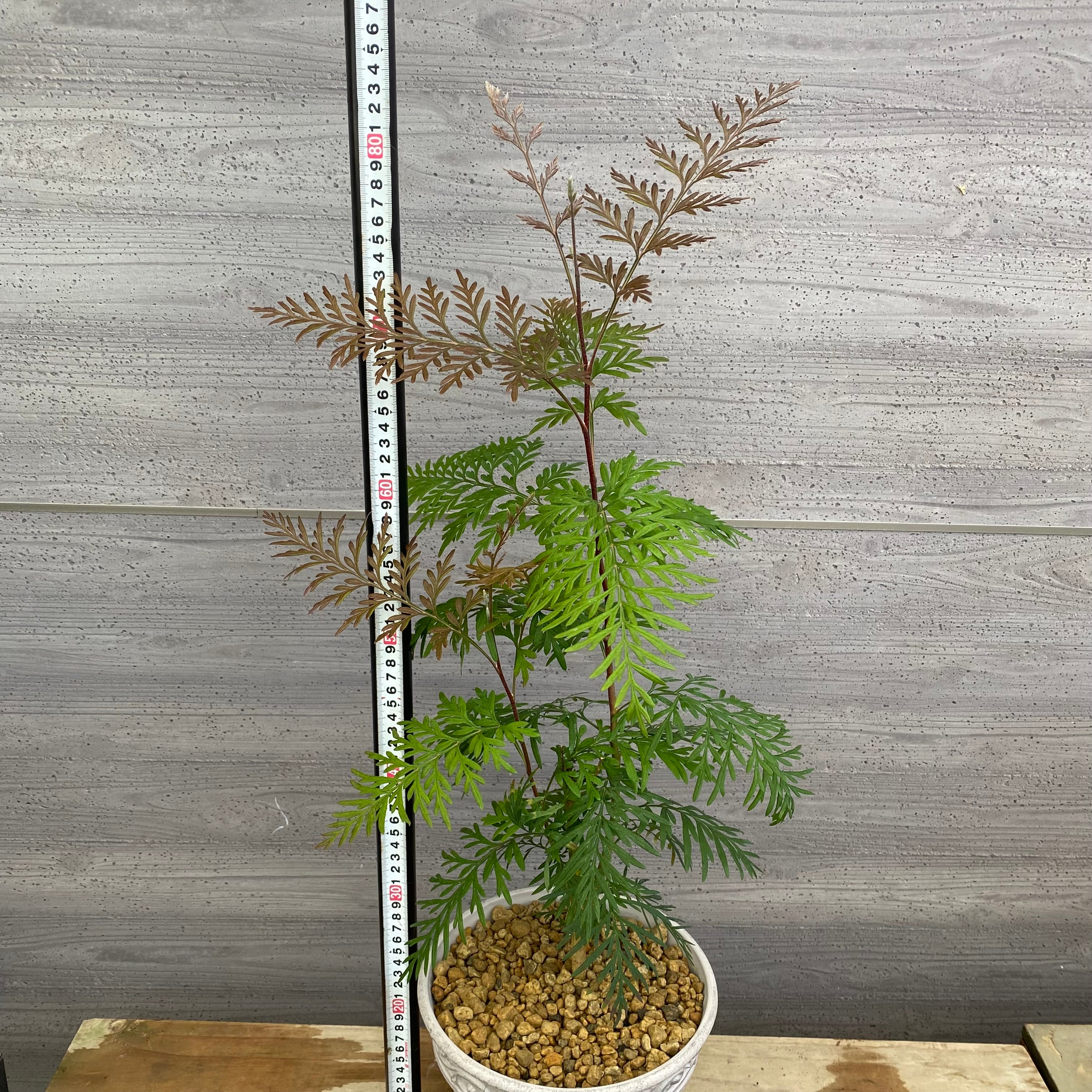 No.12020 グレビレア ロブスタ ホワイトプラ鉢 – 植物家族