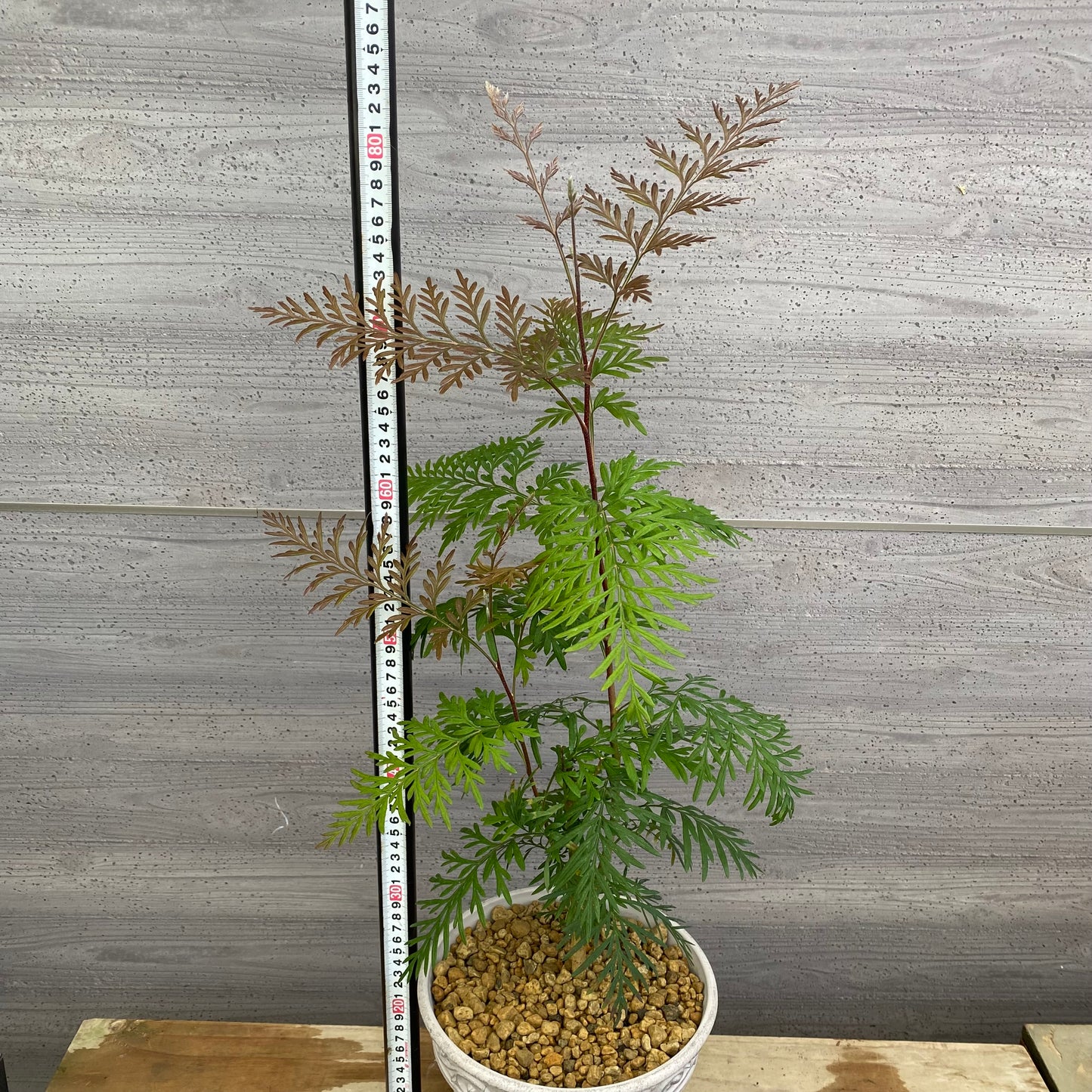 No.12020　グレビレア　ロブスタ　ホワイトプラ鉢