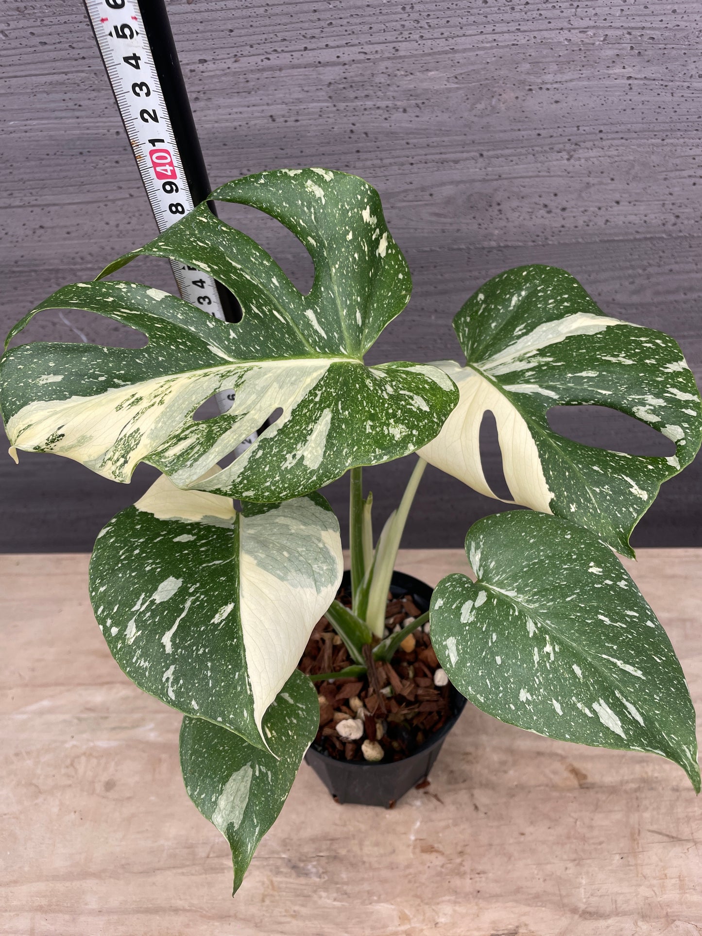 M23　もりお花園★モンステラ　タイコンステレーション　4号鉢