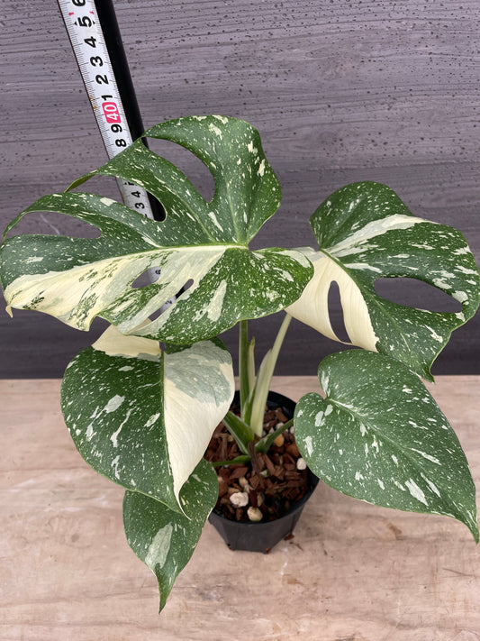 M23　もりお花園★モンステラ　タイコンステレーション　4号鉢