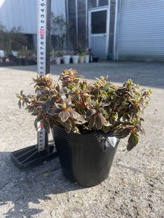 No.06004　岡本緑花　アベリア　マジックチョコレート　5号苗ポット