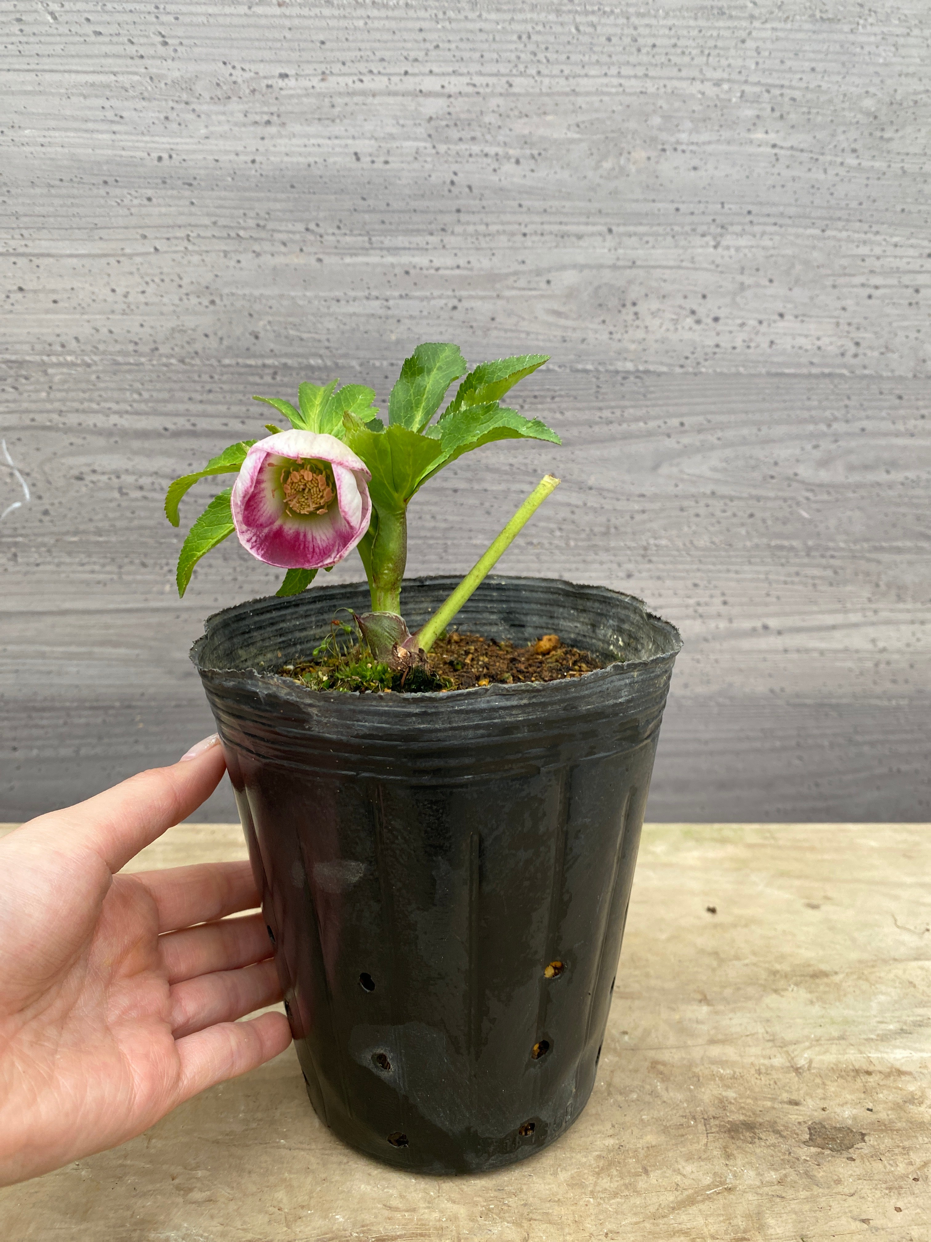 Pickup 全ての商品 – 植物家族