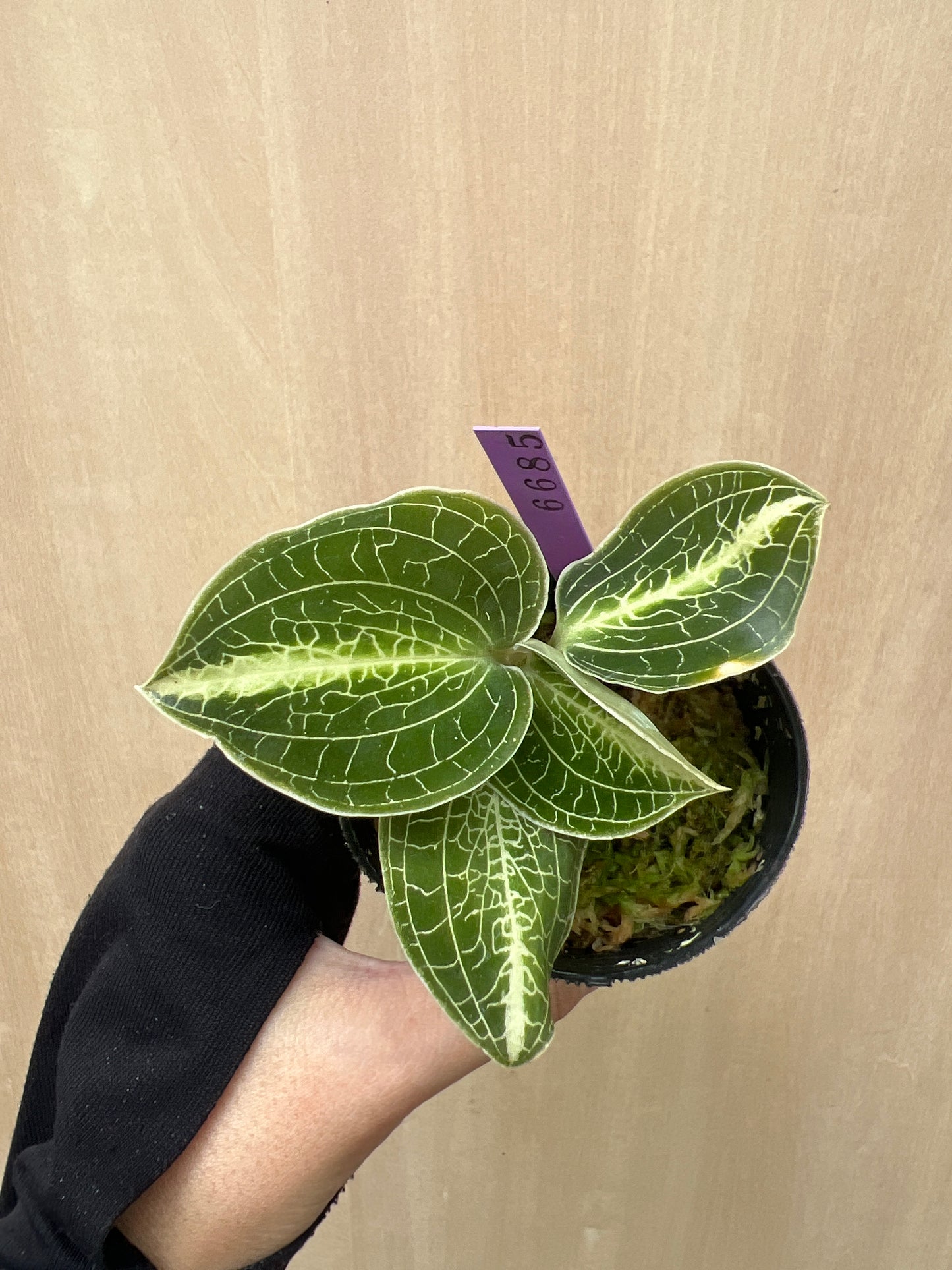 No.04041　ジュエルオーキッド　Anoectochilus lylei mint　2号苗ポット