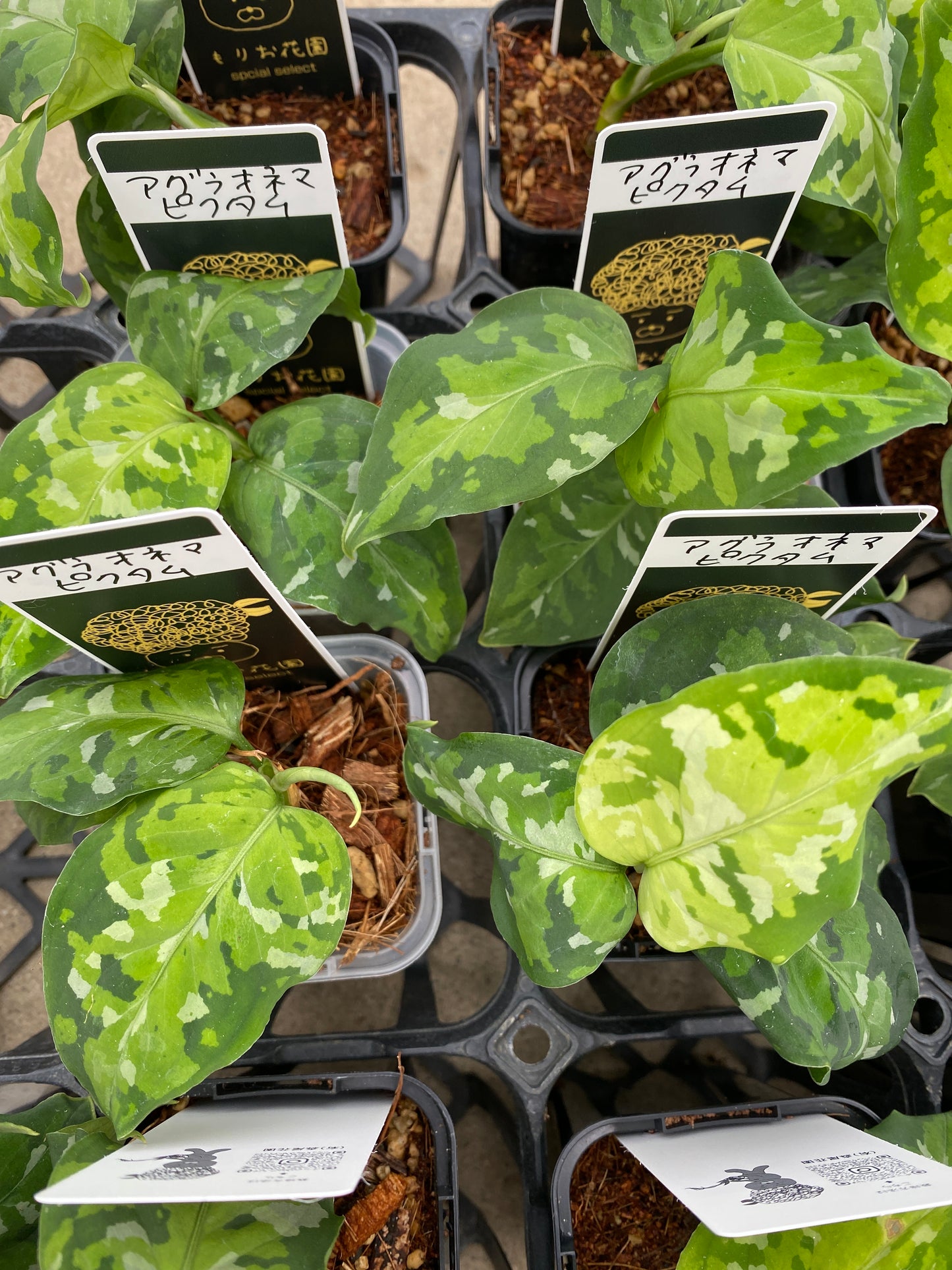 No.21063　アグラオネマ　ピクタム