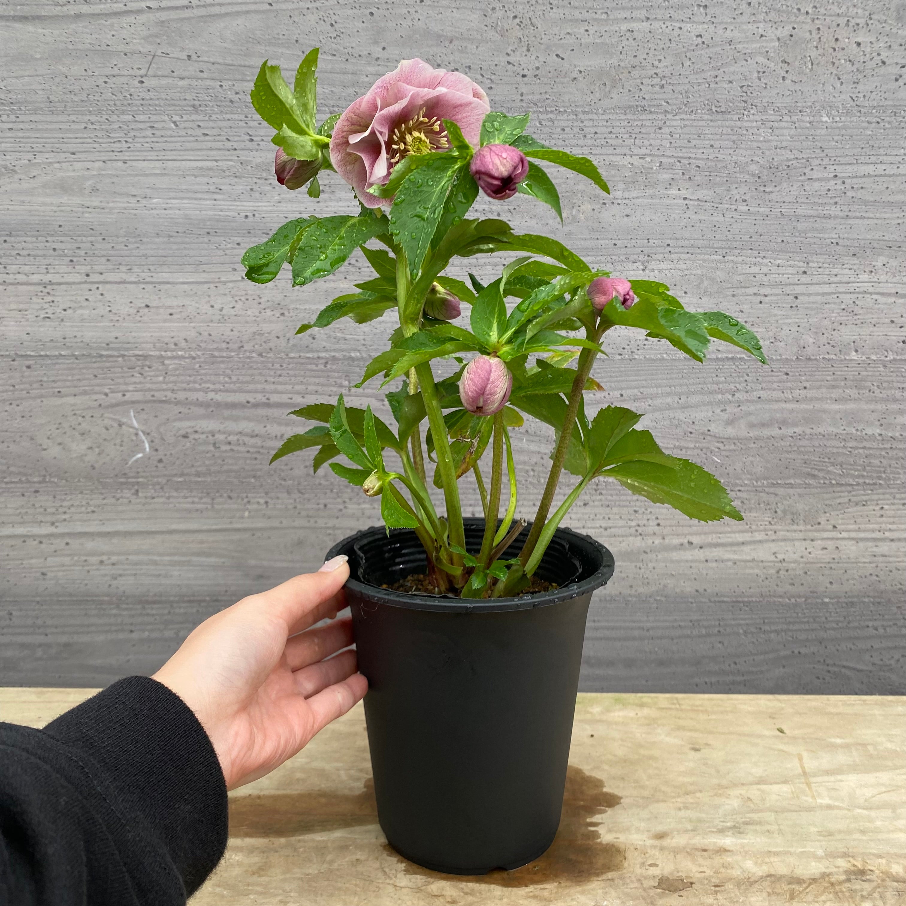 ㉖-303クリスマスローズ 即売会 No.27073 クリスマスローズ ダブル咲き 4.5号鉢 – 植物家族