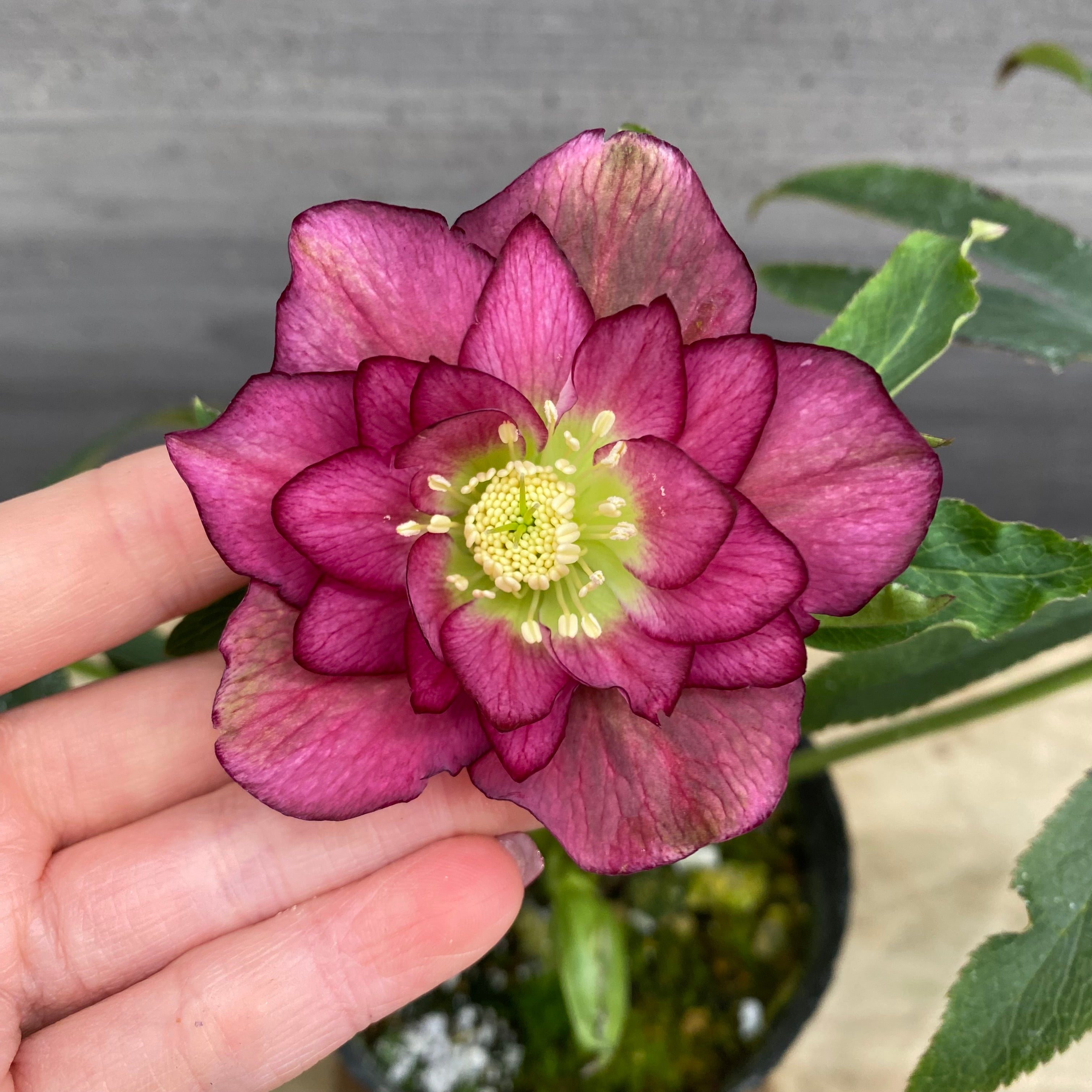 即売会 No.27095 クリスマスローズ ダブル咲き 3.5号苗ポット – 植物家族