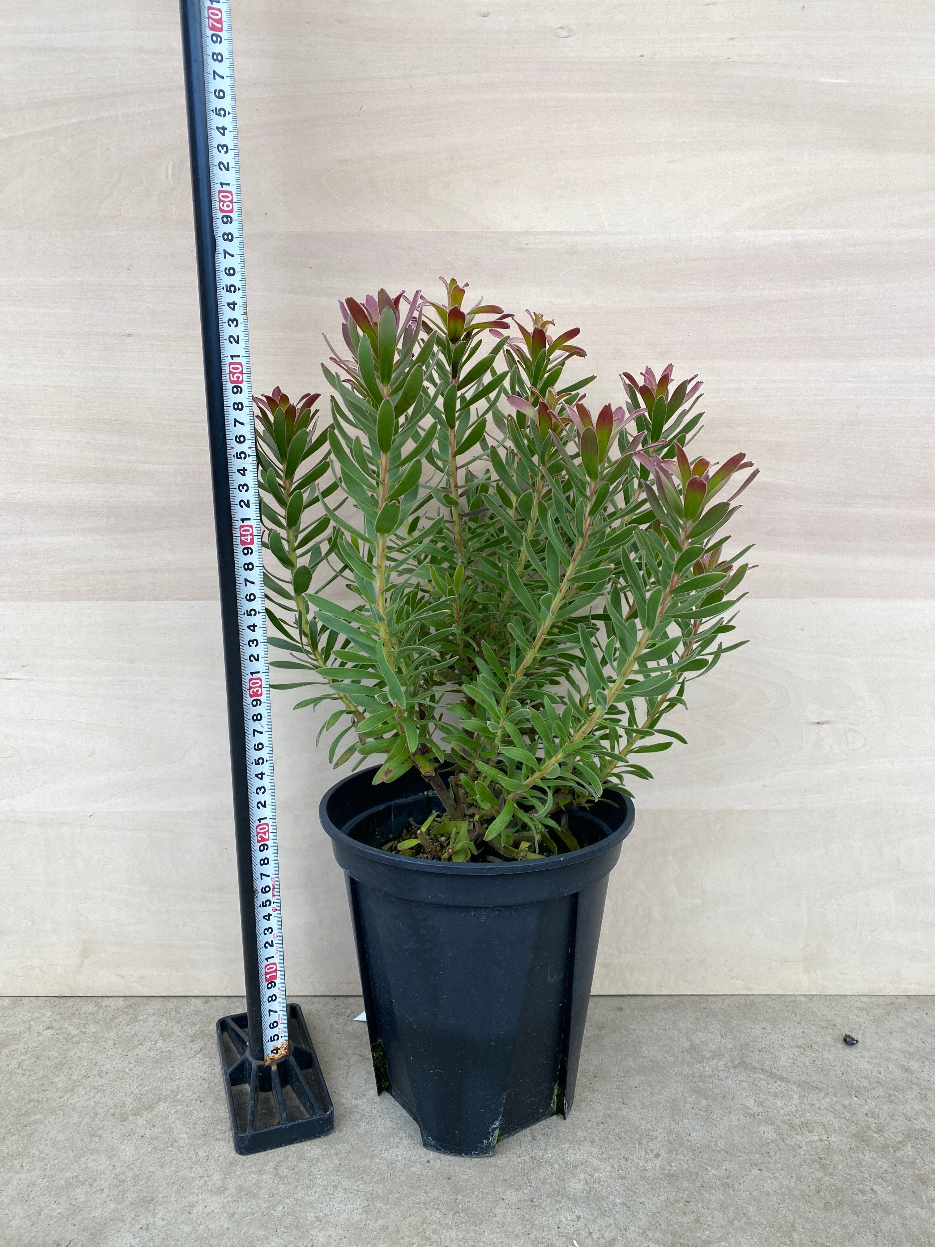 Pickup 全ての商品 – 植物家族