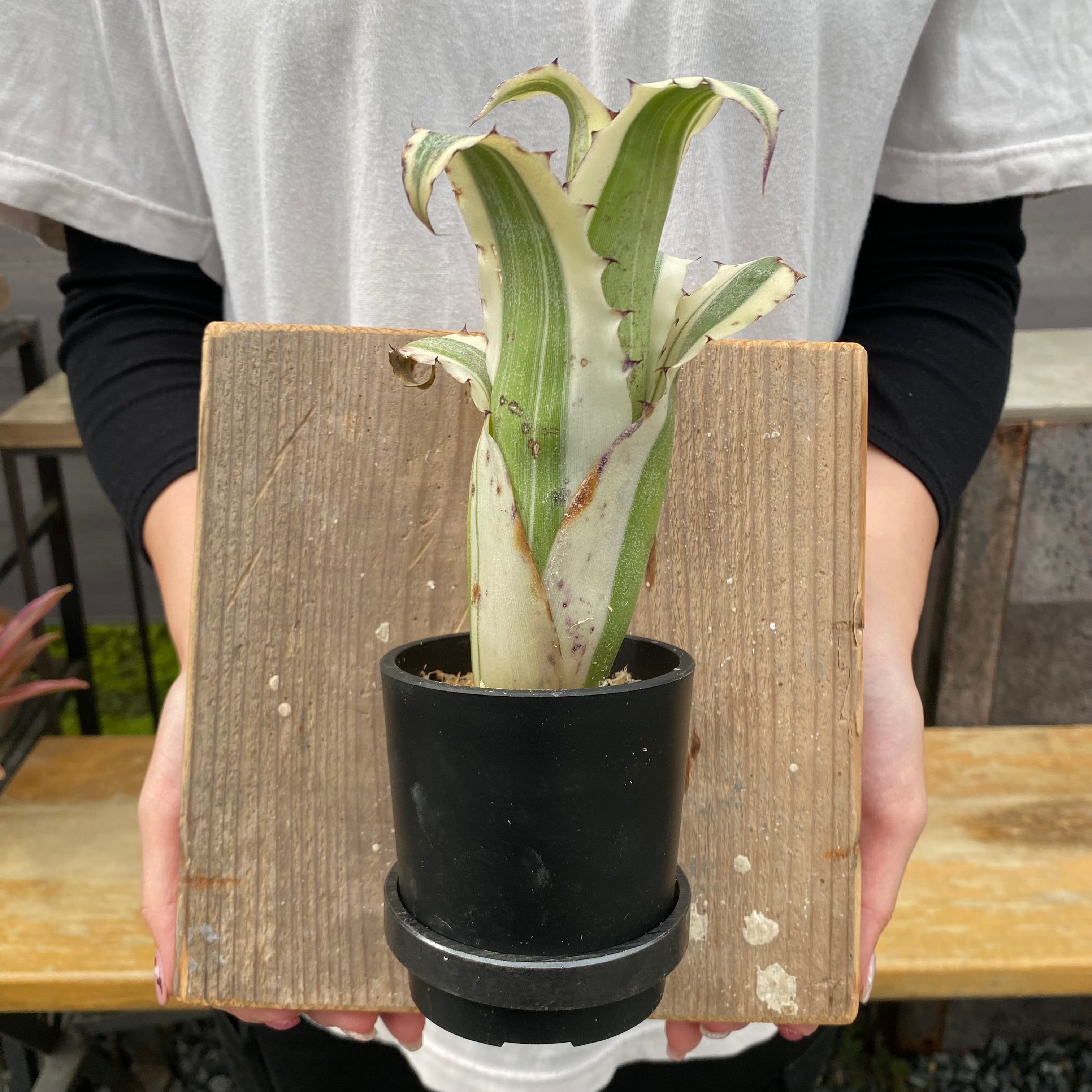 本日限定　チャメドレア プルモーサ　現品　超大株　3本植え チャメドレア プルモーサ 超大株 3株植え - cataloguedislab.com