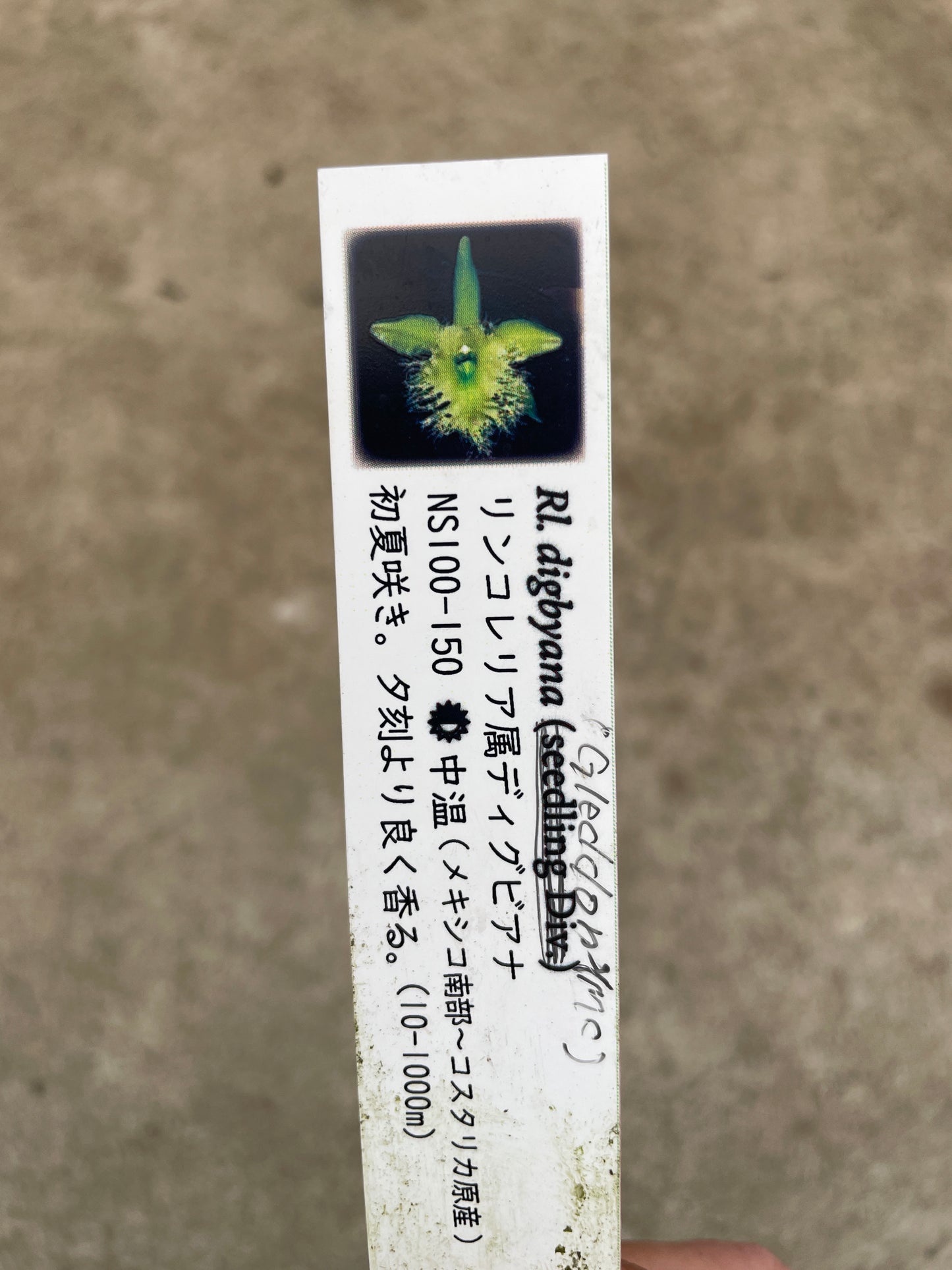 No.17049　カトレア　リンコレリア属ディグビアナ　3号鉢
