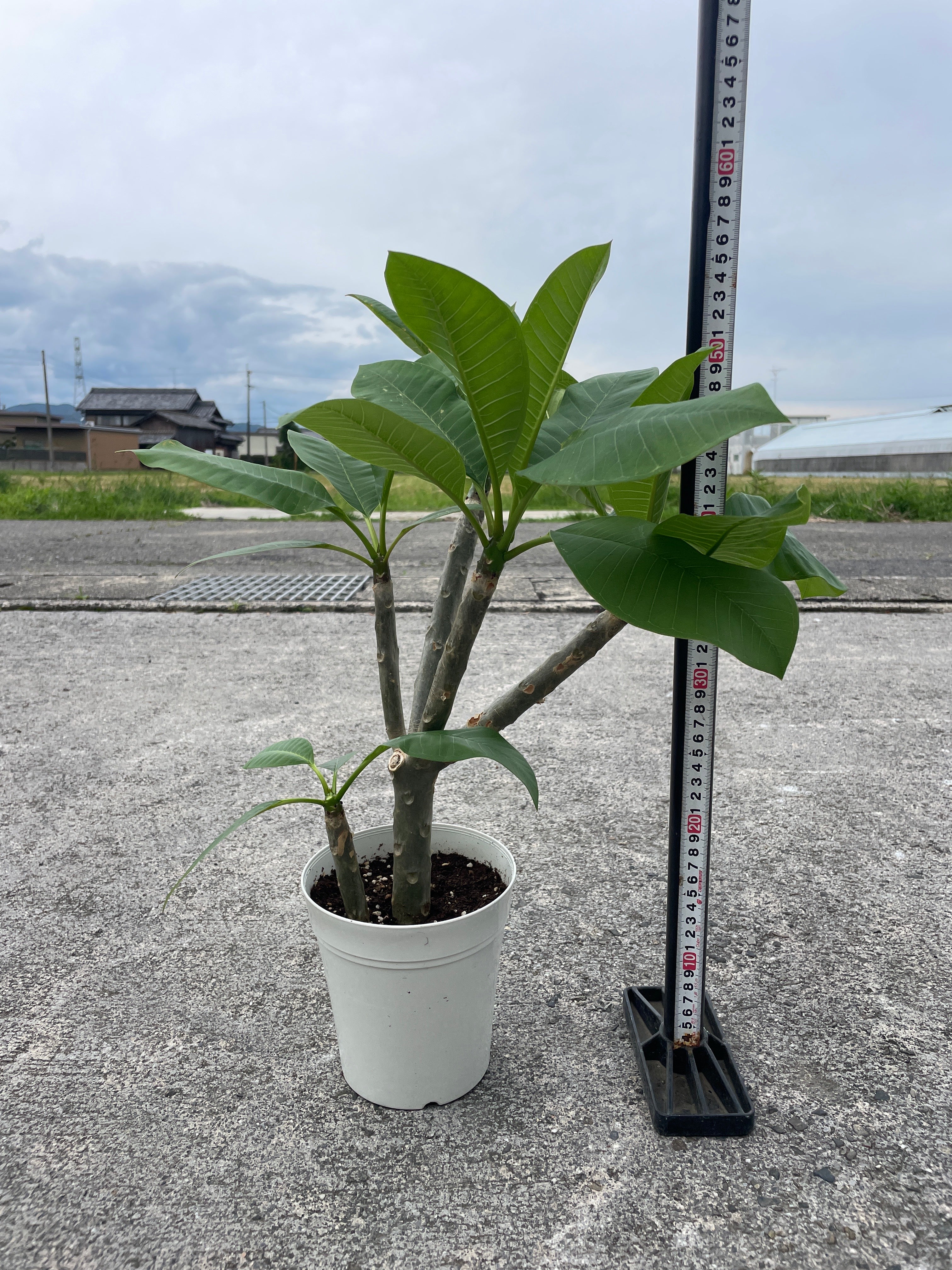 Pickup 全ての商品 – 植物家族