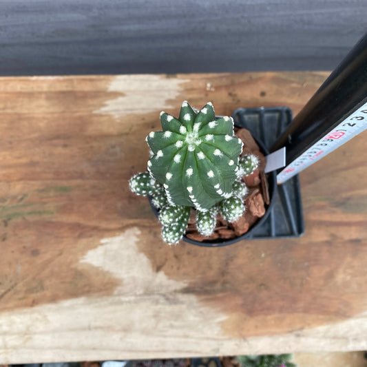 市場仕入れ即売会　No.25059　サボテン接ぎ木E　3号鉢