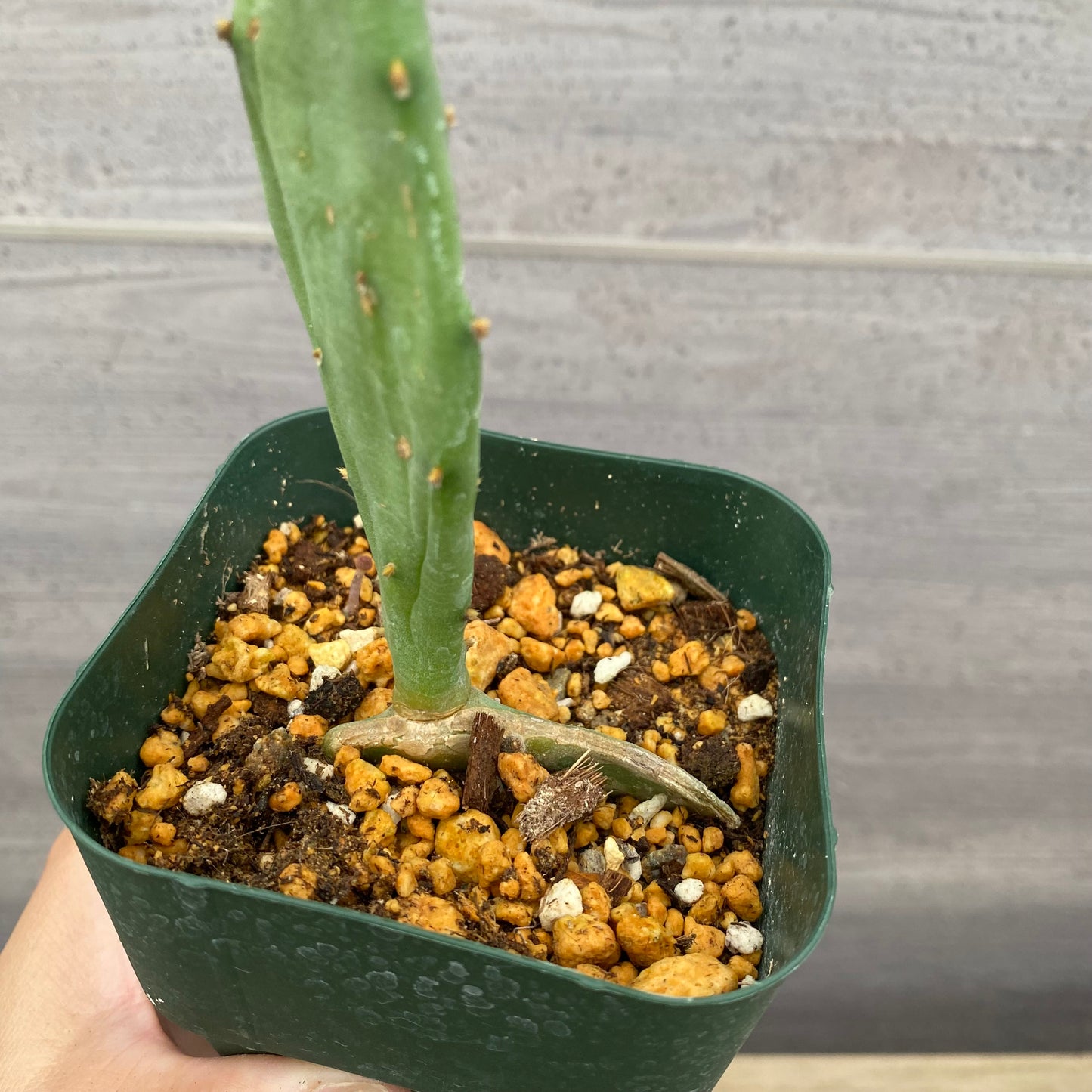 カクタスフルーツ　