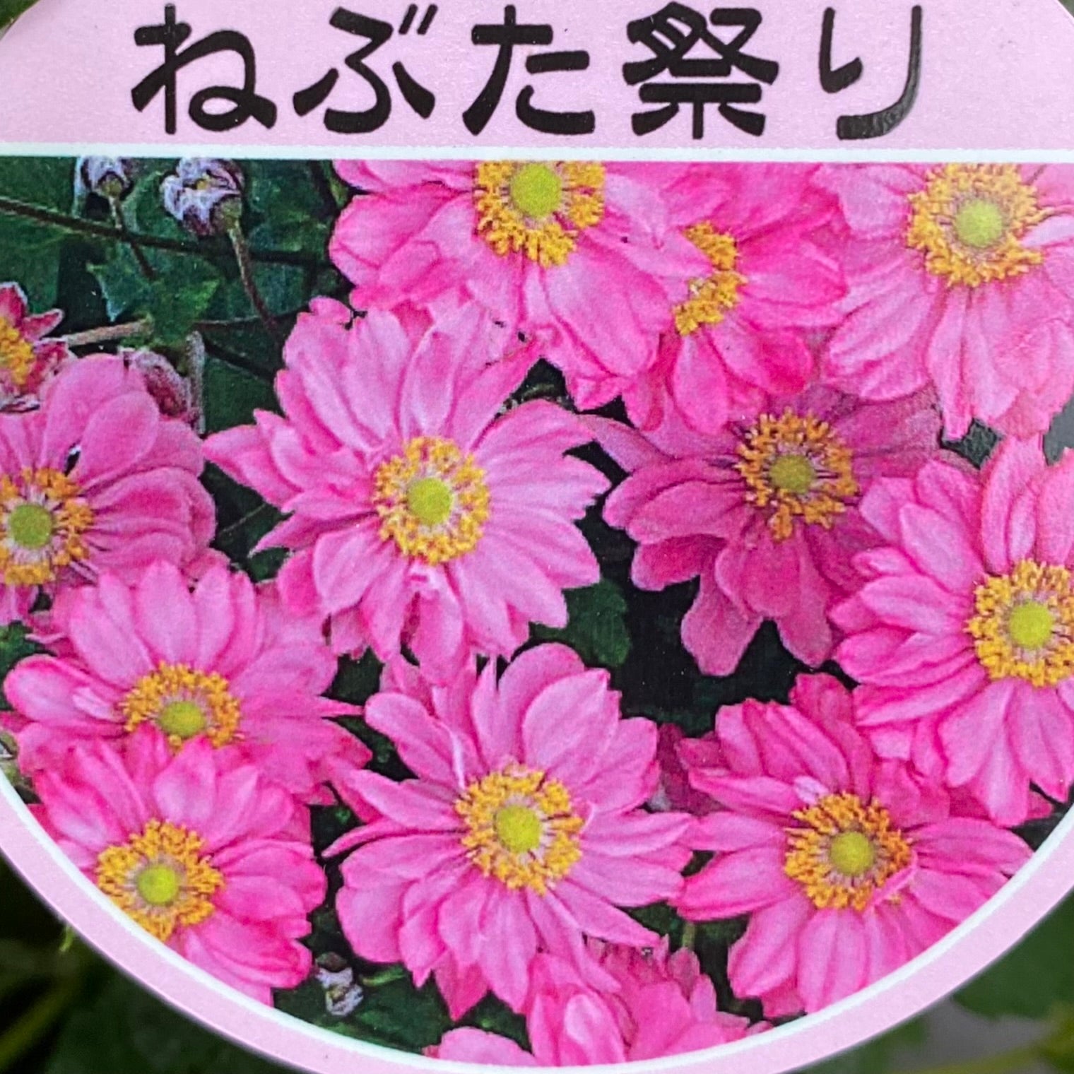 Pickup 全ての商品 – 植物家族