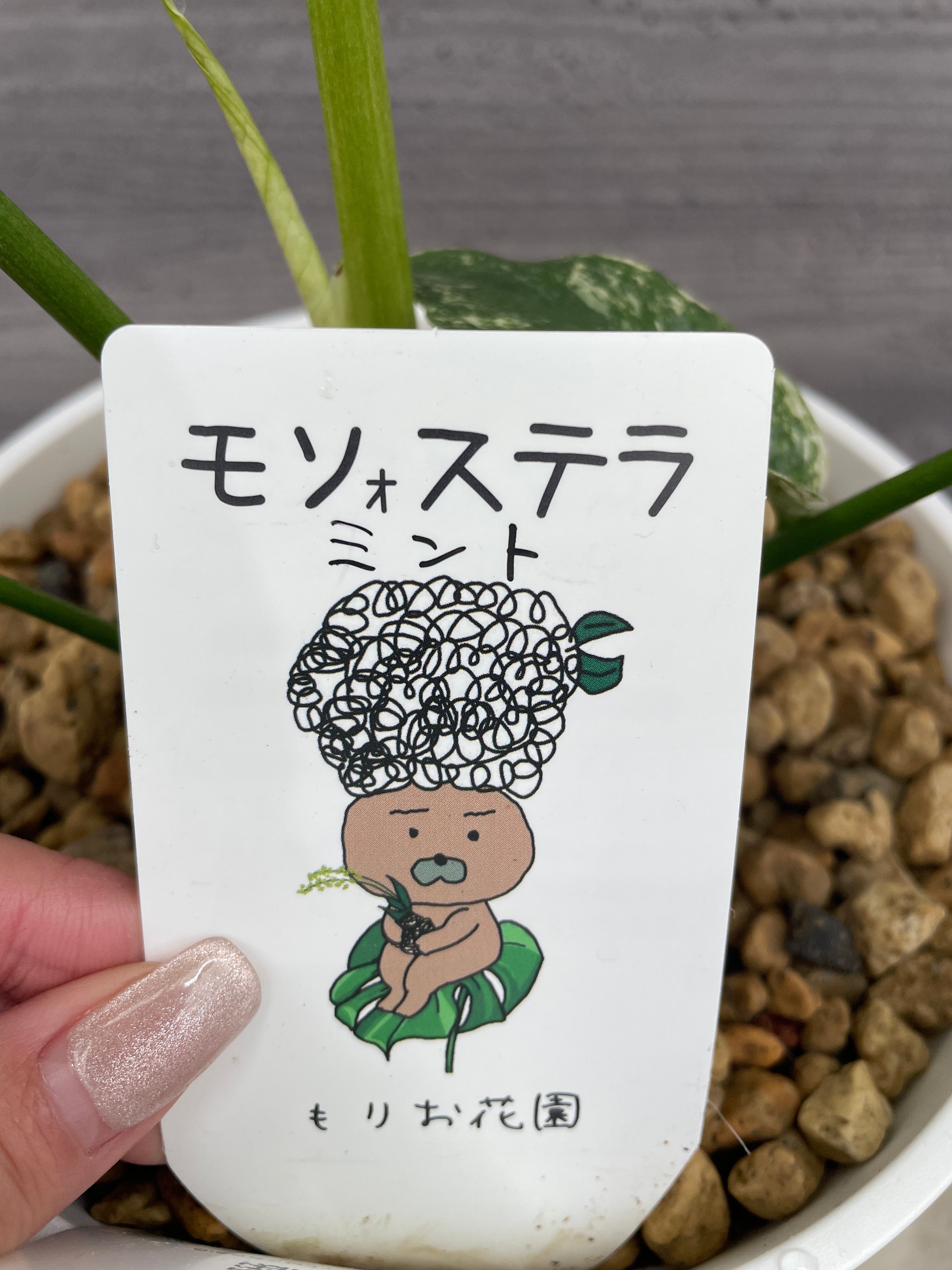 モンステラ　ミント　6号鉢 モンステラミント 6号鉢 – 植物家族