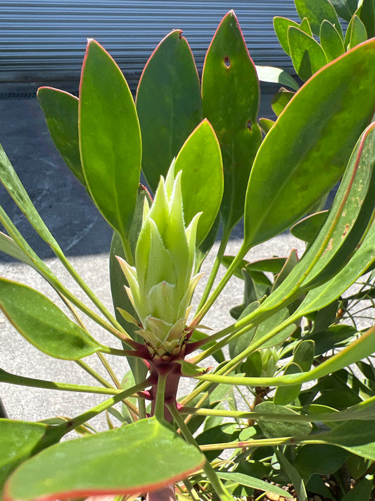 No.02004　キングプロテア　シナロデス　10号鉢