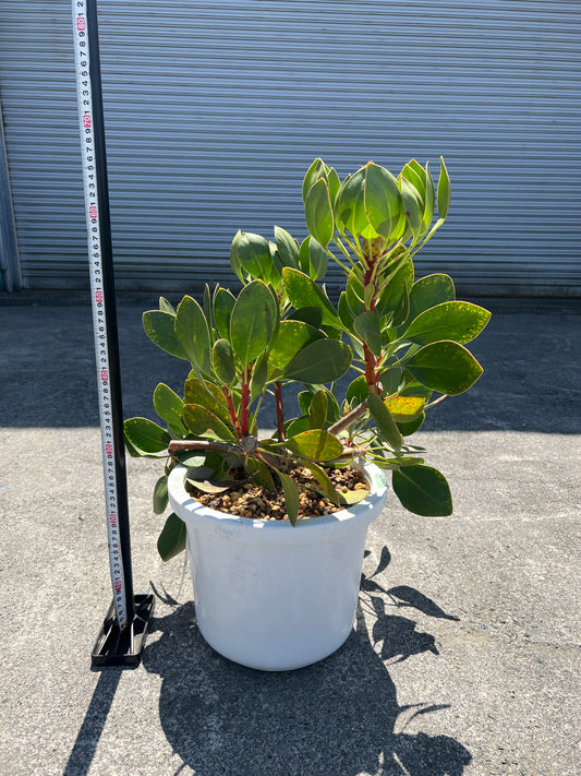 No.02005　キングプロテア　シナロデス　10号鉢