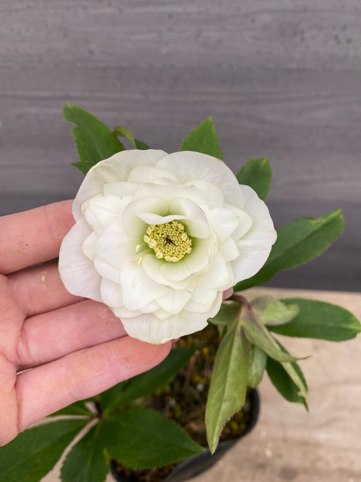 No.05143　横山園芸★クリスマスローズ　プリマドレス　5号苗ポット