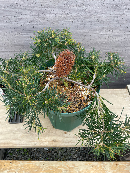 No.26015　バンクシア　バースデーキャンドル　8号鉢