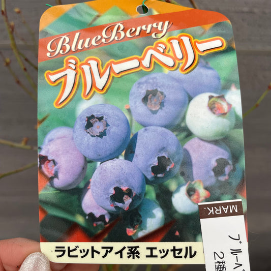 ブルーベリー(ラビットアイ系)2種混合植え 5号鉢