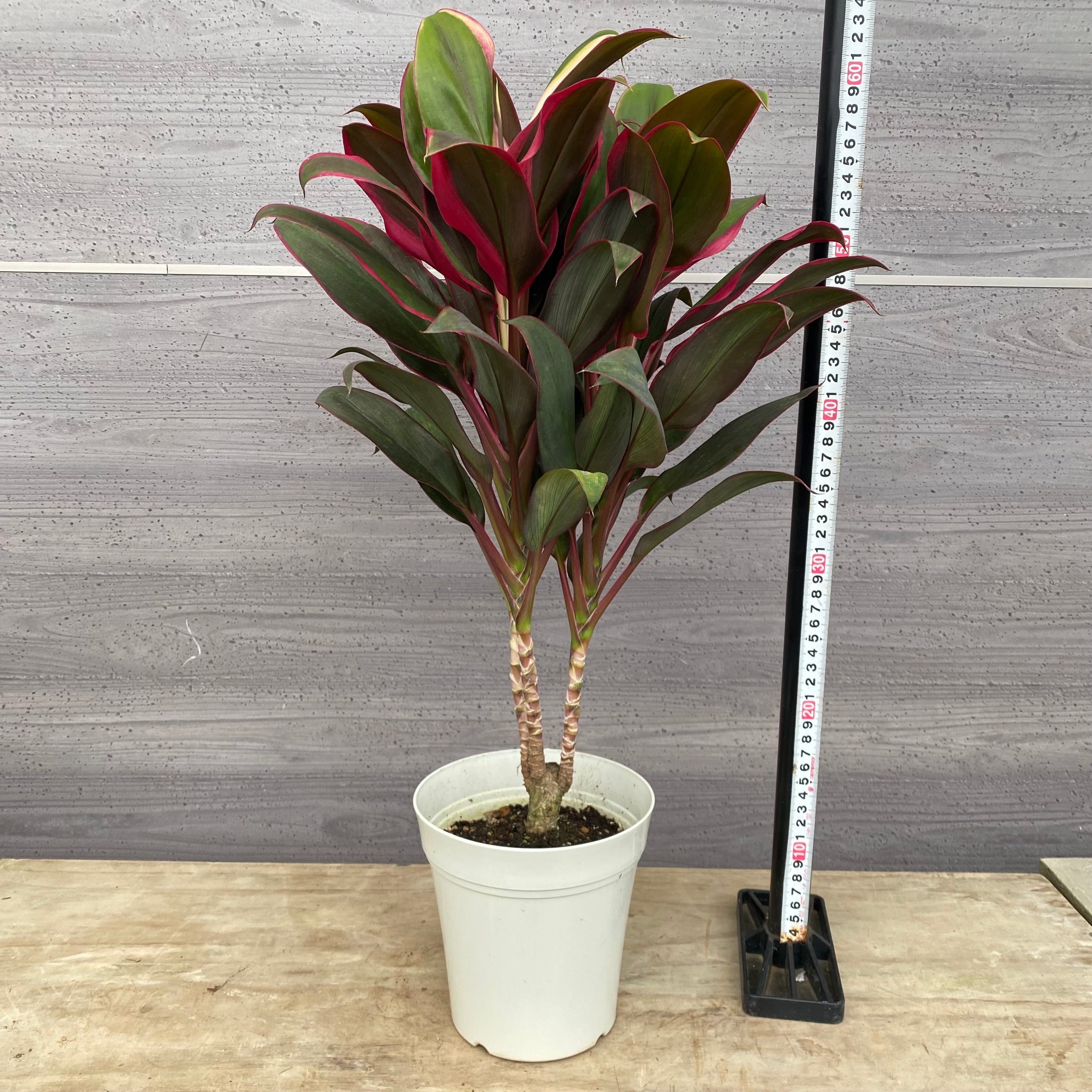 の*ん様 ☘️唯一無二☘️開花株❤️新芽しっかり元気株❤️3222⭐️SD⭐️ハ Pickup 全ての商品 – 植物家族