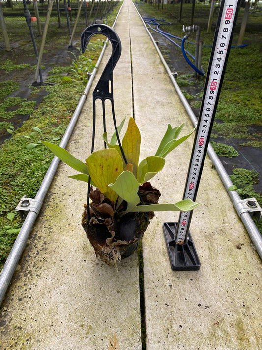 農場創業祭 No.26122 ビカクシダ 5号吊り鉢