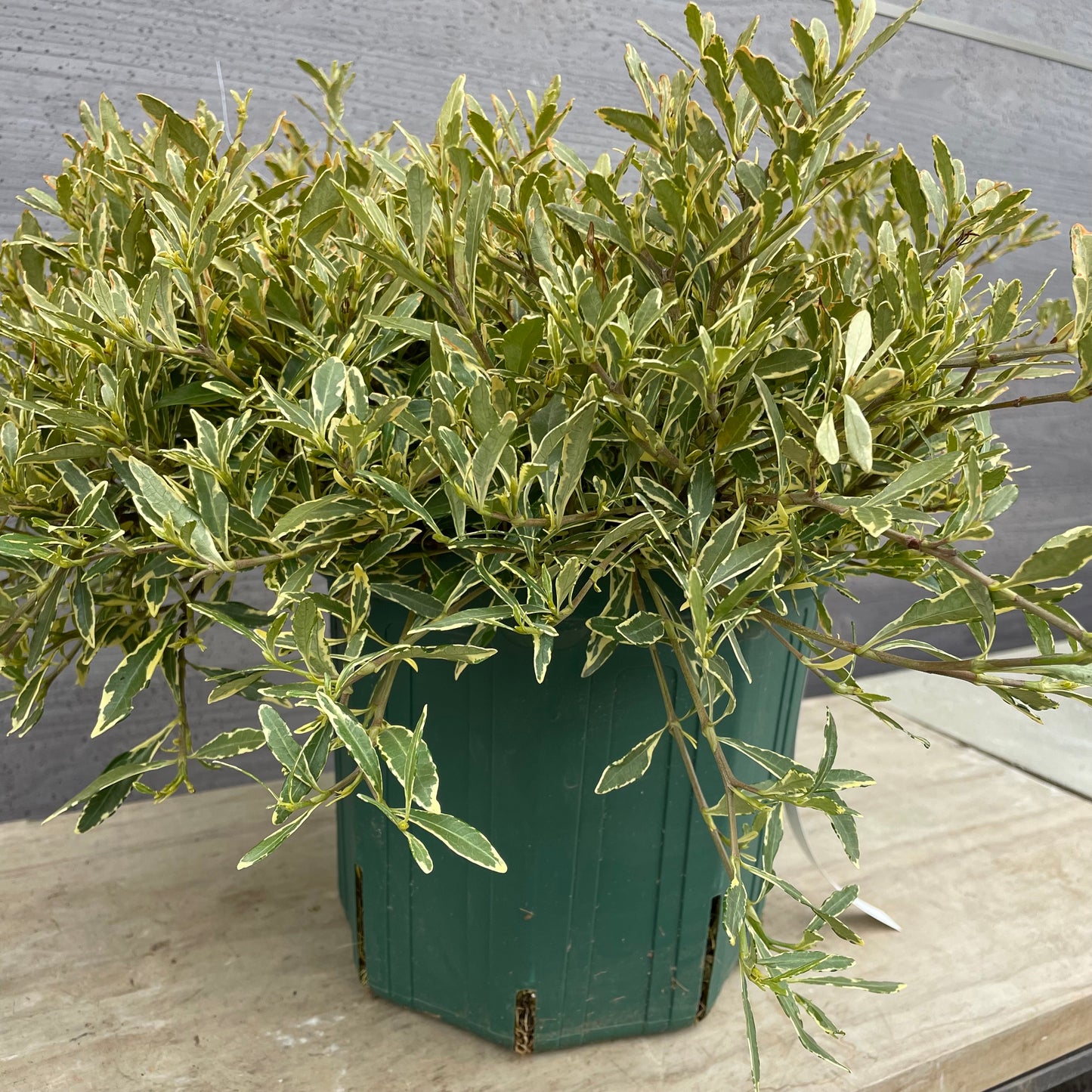 No.13003　姫クチナシ　斑入り　8号鉢