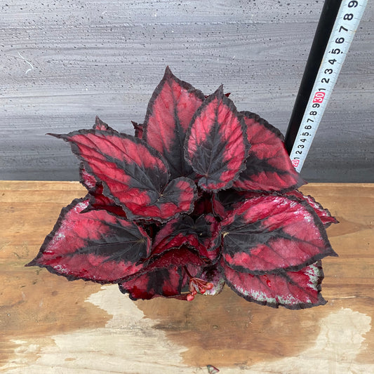 市場仕入れ即売会　No.25010　レックスベゴニア　ヨウロウノハル　4号鉢