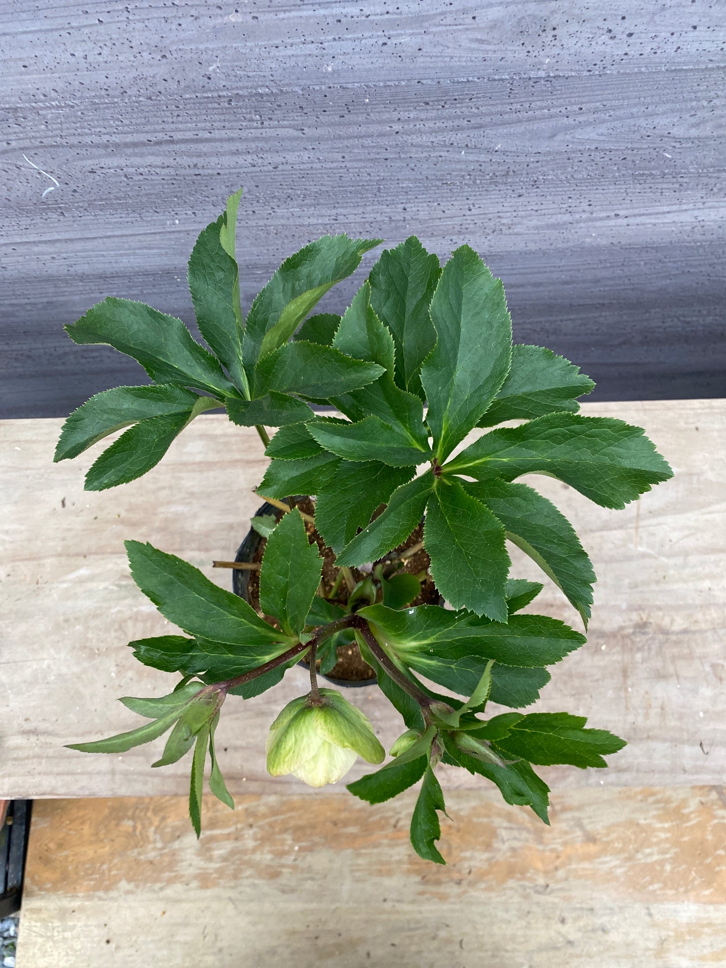 No.05095　横山園芸★クリスマスローズ　プリマドレス　5号苗ポット