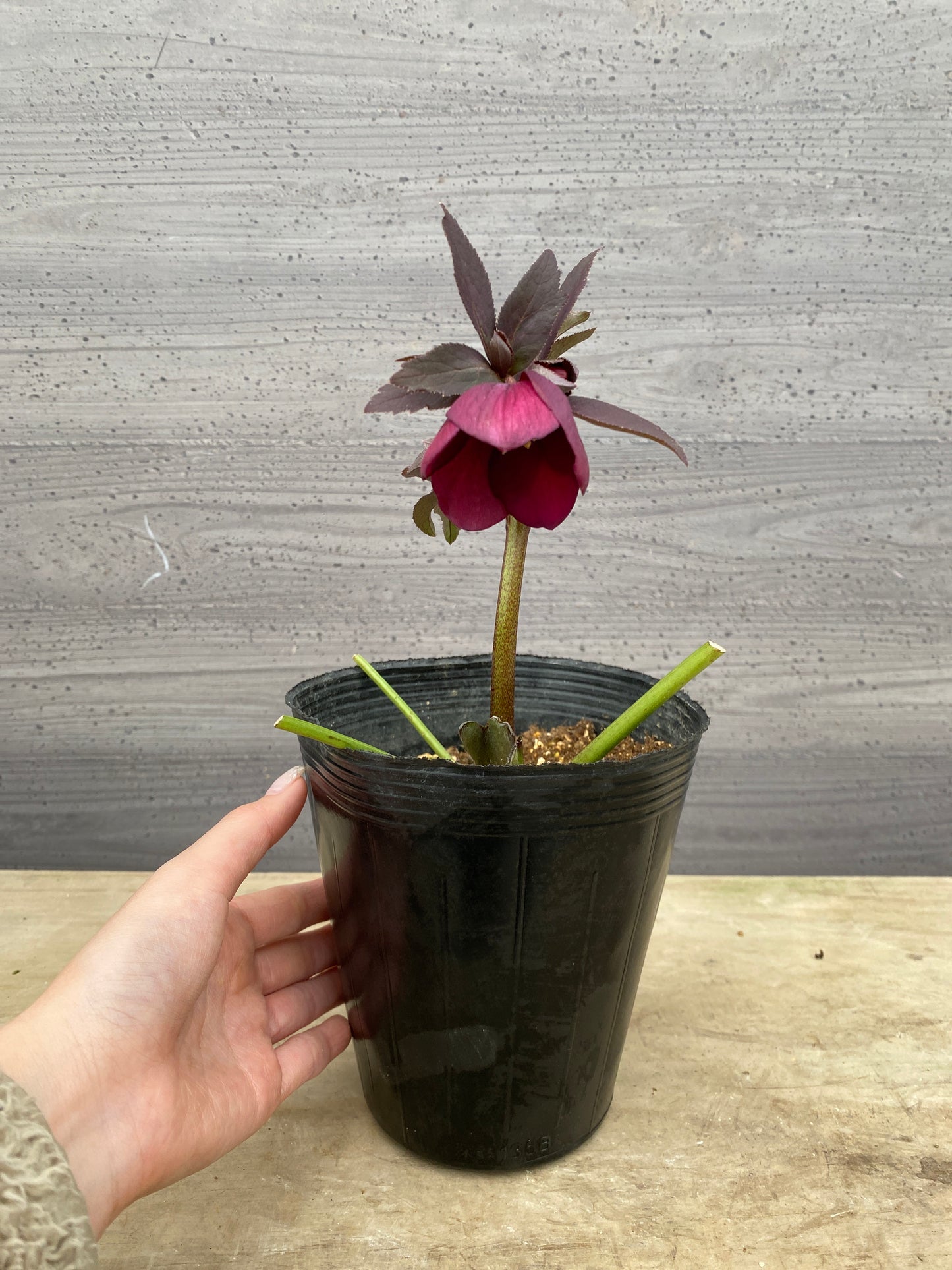 No.05079　横山園芸★クリスマスローズ　シングル咲き　5号苗ポット