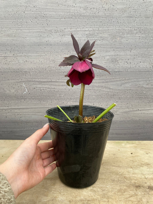 No.05079　横山園芸★クリスマスローズ　シングル咲き　5号苗ポット