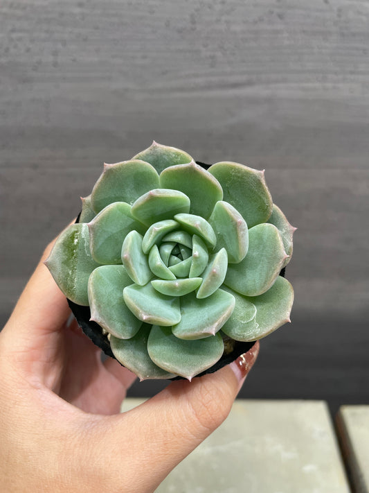 エケベリア スウィートアーモンド 2号苗ポット B