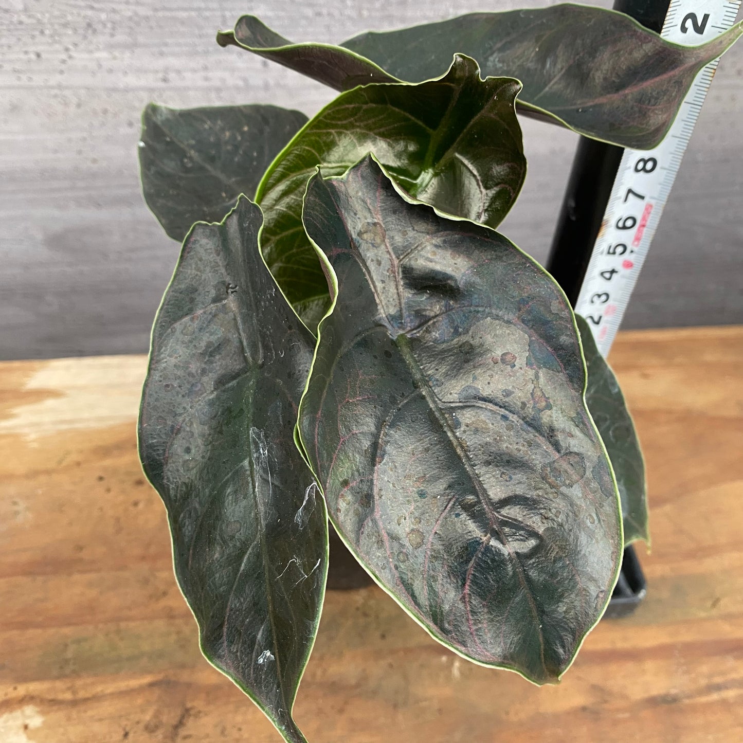 市場仕入れ即売会　No.25043　アロカシアB　4号苗ポット