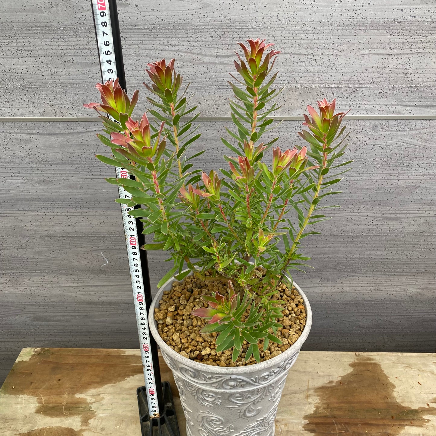 No.12027　ミメティス　クラッカージャックレッド　ホワイトプラ鉢