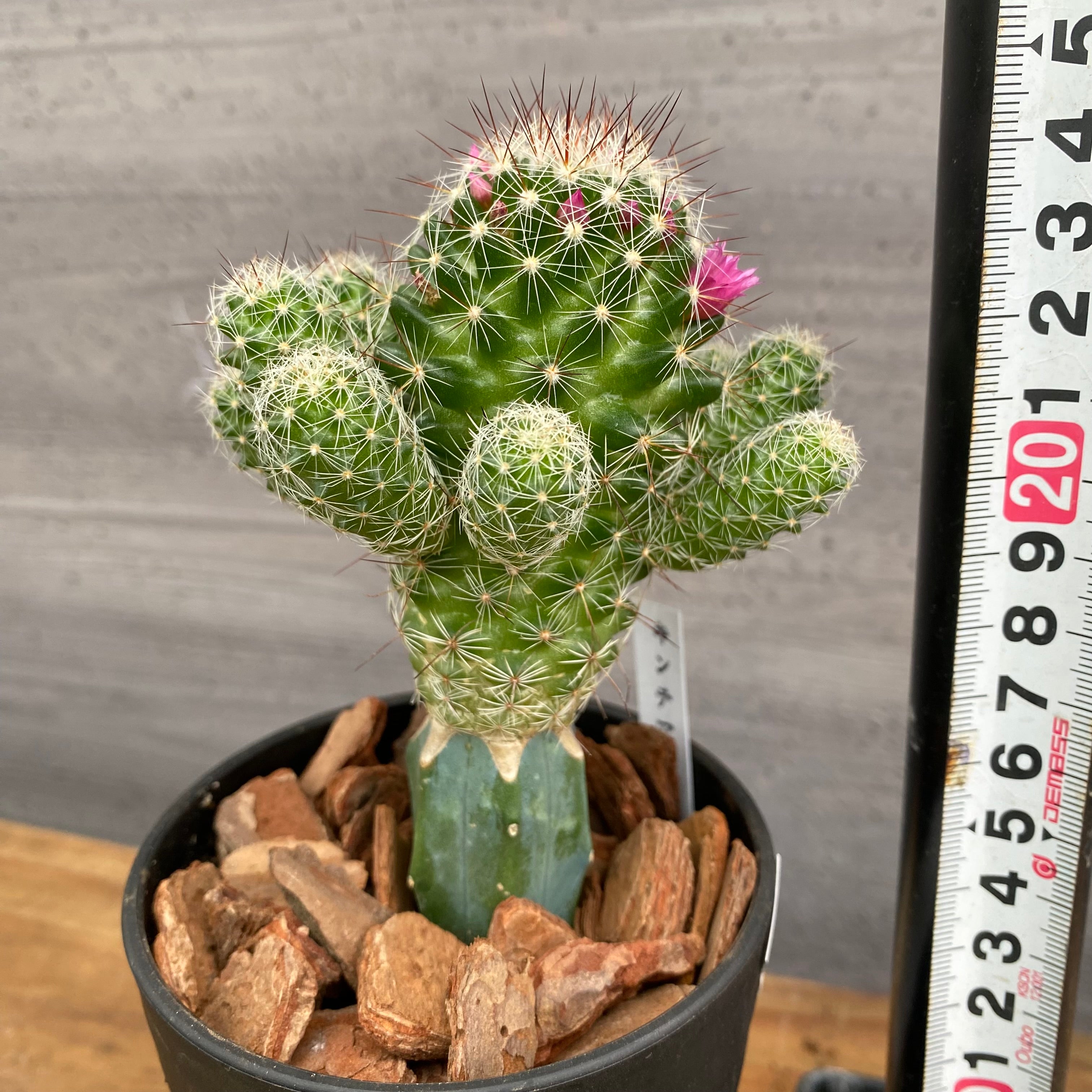 市場仕入れ即売会 No.25066 サボテン接ぎ木L 3号鉢 – 植物家族