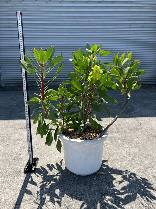 No.02004 キングプロテア シナロデス 10号鉢