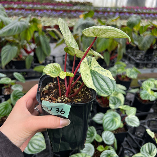 URBAN JUNGLE特集★U36　ペペロミア　サンデルシー斑入り　雪兔　3号鉢