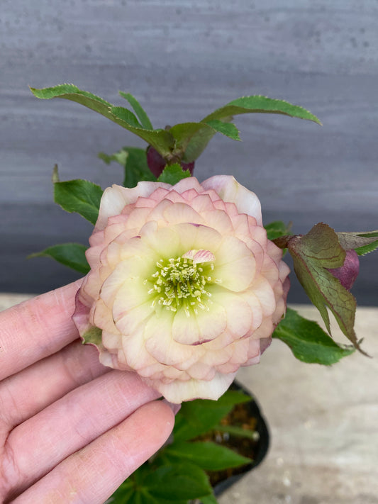 No.05134 横山園芸★クリスマスローズ プリマドレス 5号苗ポット