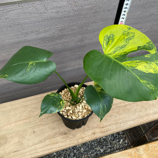 モンステラ イエローマリリン No.5 黒ポット