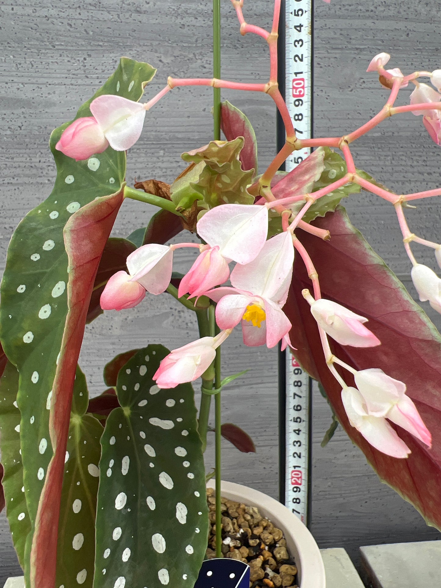花郷園★木立性ベゴニア　流れ星　6号ポット植替え済み