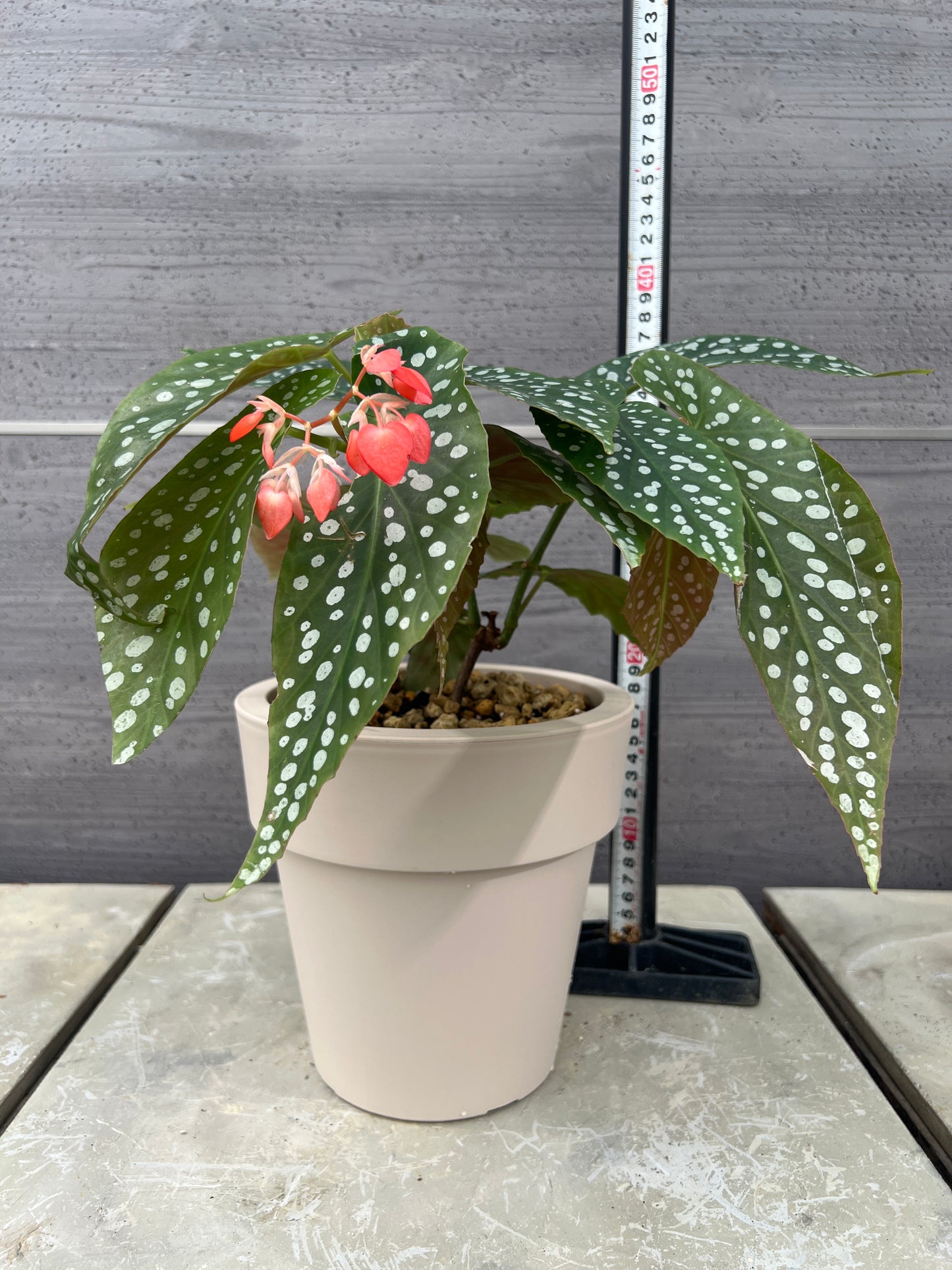 花郷園★木立性ベゴニア　Diamond Rubra　花郷園オリジナル品種　6号ポット植替え済み