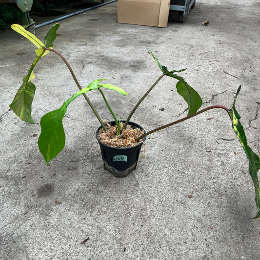 URBAN JUNGLE特集★U04　フィロデンドロン　ジョーピー　5号鉢