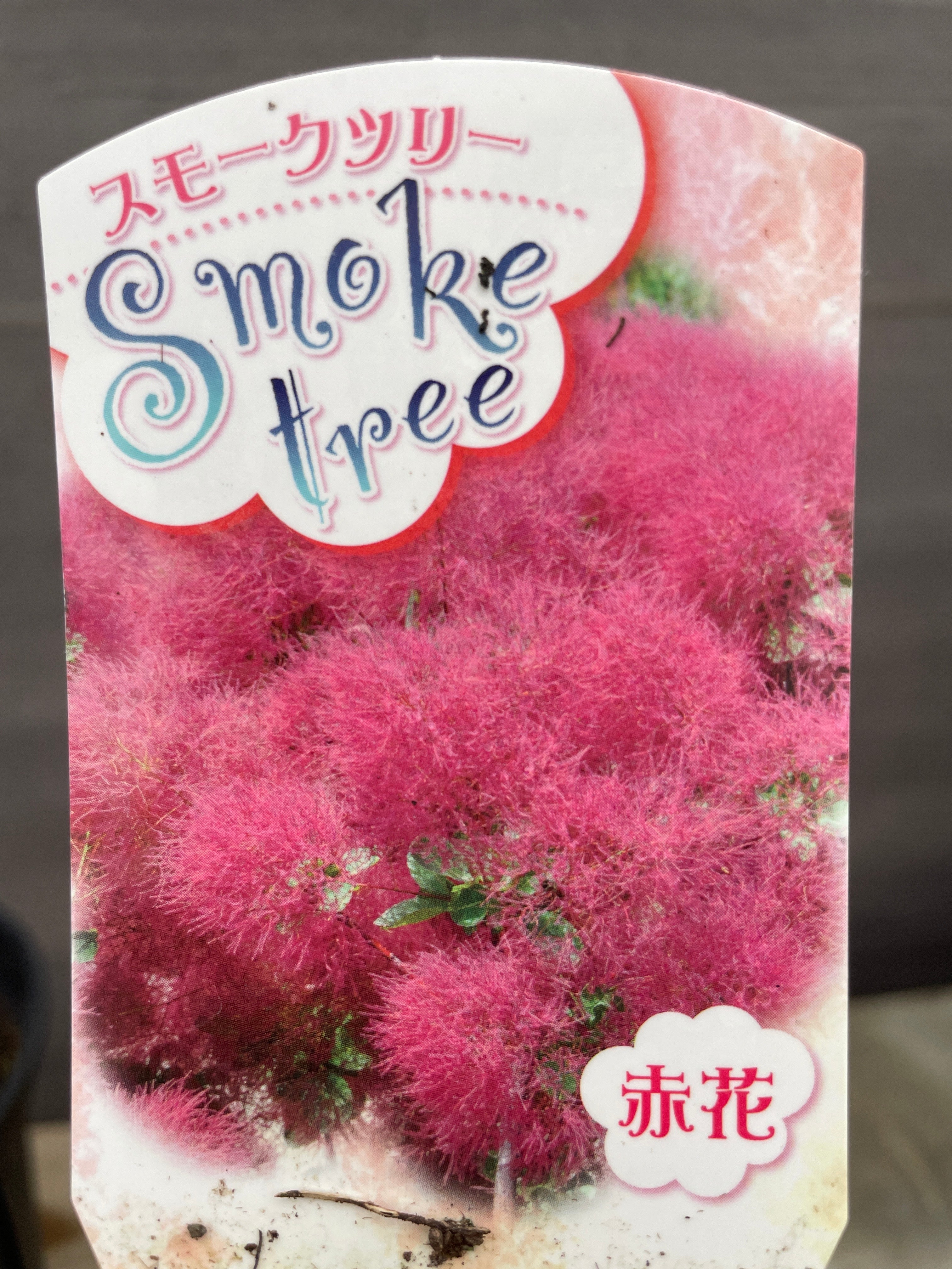 No.08013 スモークツリー 赤花 8号鉢 – 植物家族